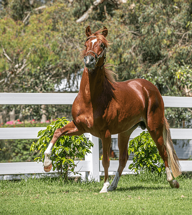 El caballo de paso peruano El caballo de paso peruano
